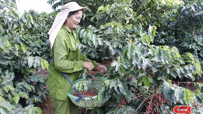 Chieng Cois bönder är exalterade över att skörda kaffe.
