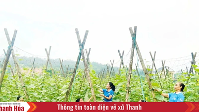 Les femmes de la commune de Ha Long aident les membres à réduire la pauvreté