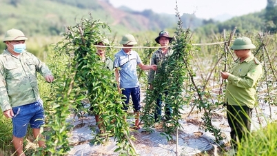 Khuyến khích người nghèo, người dân ở vùng khó khăn phát triển sản xuất, vươn lên thoát nghèo và làm giàu