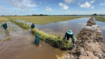 Tay Ninh: Pagubele provocate de inundații depășesc 33 de miliarde de VND