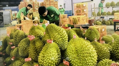 Les exportations de durian se stabilisent à nouveau après une brève interruption due aux tests