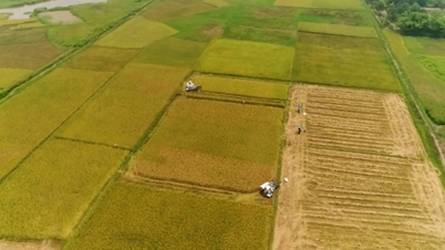 Effektiviteten i risproduktionen vinter-vår