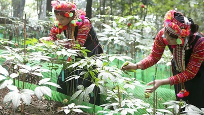 북서부 산림에서 부활한 전통의학