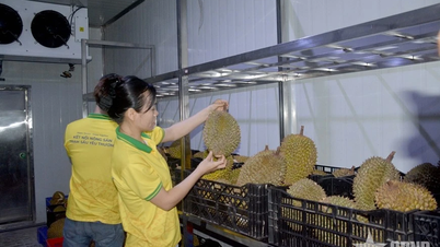 中国へのドリアン輸出が正常化