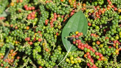 Giá tiêu hôm nay 2/11: Tăng lên mức 148.000 đồng/kg