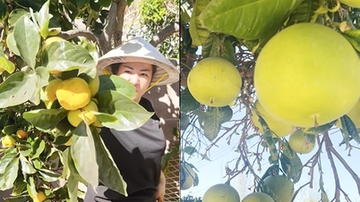 La comediante Thuy Nga "cosecha" árboles frutales en su mansión de un millón de dólares en Estados Unidos.