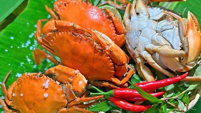 Cua yếm vuông Cà Mau: Đặc sản khiến dân sành ăn 'lơ' luôn cua gạch