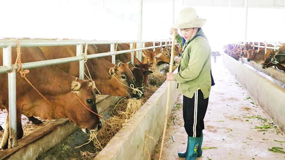 Đa dạng hóa mô hình giảm nghèo