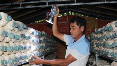 Bambuszültetés, gombatermesztés - körforgásos gazdálkodási megközelítés