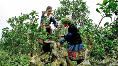 O Festival do Chá Shan Tuyet da Província de Lao Cai de 2025 acontecerá de 21 a 23 de novembro.