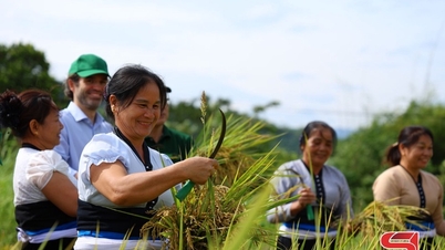 Nyüzsgő aratási szezon Phu Yenben
