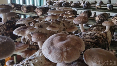 Muong Bo wprowadza na rynek pierwszy świeży produkt z grzybów shiitake