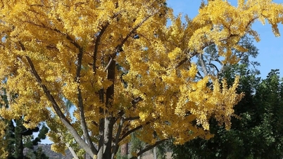 Туристи закривають носи руками через «блювотний» запах, що доноситься від пари 75-річних дерев у парку.