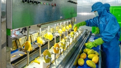 В'єтнам заробляє понад 1,3 мільярда доларів США на експорті перероблених фруктів та овочів