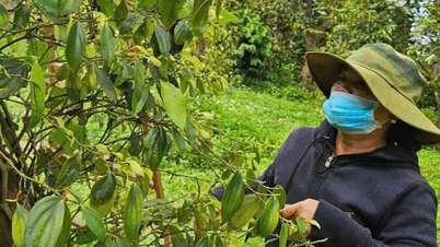 Se prevé que las exportaciones de pimienta de Vietnam alcancen los 1.500 millones de dólares.