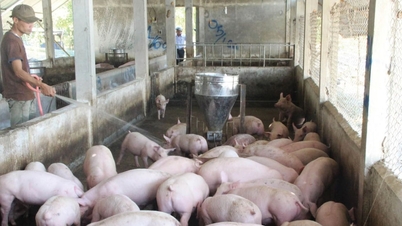 Harga babi hari ini, 3 November: "Senyap" pada awal minggu, Hanoi kukuh di bahagian atas