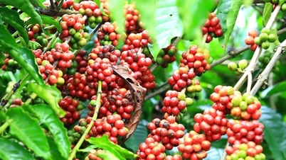 Precio del café hoy, 3 de noviembre: El mercado interno se mantiene estable, el precio mundial de la robusta cae drásticamente.