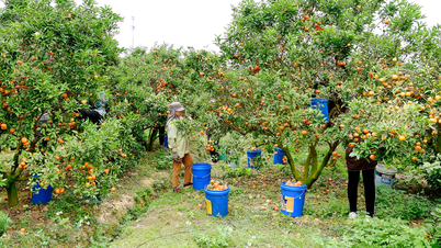 बाक निन्ह: रोग-मुक्त आलू की किस्मों के उत्पादन और संतरे व अंगूर के उपभोग पर ध्यान केंद्रित करना