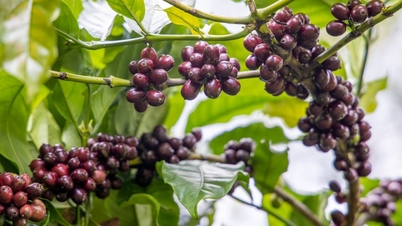 តម្លៃផលិតផលកសិកម្មថ្ងៃទី 3 ខែវិច្ឆិកា ឆ្នាំ 2025៖ ម្រេចកើនឡើងបន្តិច កាហ្វេមានស្ថិរភាព