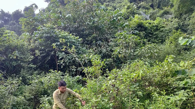 แรงจูงใจให้ชุมชนอนุรักษ์และพัฒนาป่าไม้