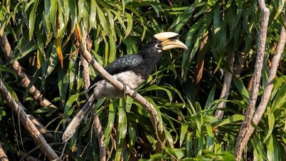 27 нових видів птахів виявлено в національному парку Бай Ту Лонг