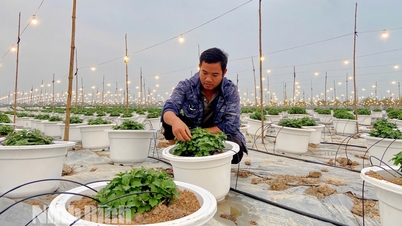 ชาวสวนกำลังยุ่งอยู่กับการเตรียมแปลงดอกไม้สำหรับเทศกาลตรุษจีน