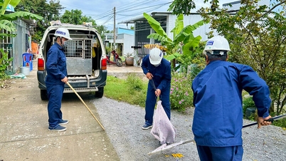 Kampányt indítanak a kóbor kutyák és macskák kezelésére a veszettség megelőzése érdekében