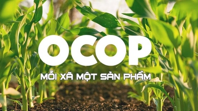 ការពង្រឹងគោលនយោបាយគាំទ្រ និងការលុបបំបាត់ឧបសគ្គក្នុងការអនុវត្ត OCOP