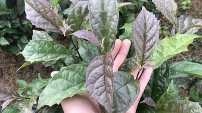 무옹 전통 의학: 홍차나무의 보물과 유명한 뼈와 관절 치료제