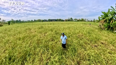 Το Εθνικό Πανεπιστήμιο της Πόλης Χο Τσι Μινχ συμβάλλει στην οικοδόμηση ενός βιώσιμου Δέλτα του Μεκόνγκ που μπορεί να προσαρμοστεί στην κλιματική αλλαγή
