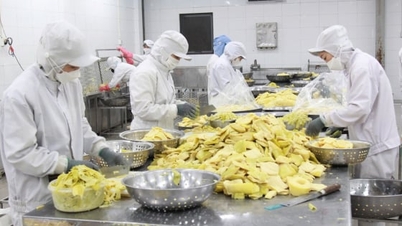 Bat Do bambu filizlerini sürdürülebilir bir şekilde geliştirmek ve değerlerini artırmak