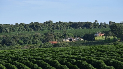 ราคากาแฟวันนี้ 4 พ.ย. ฝนภาคกลางยังไม่หยุดแรงฟื้นตัว