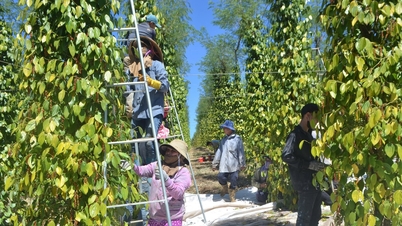 Thúc đẩy các giải pháp sản xuất, kinh doanh hồ tiêu bền vững