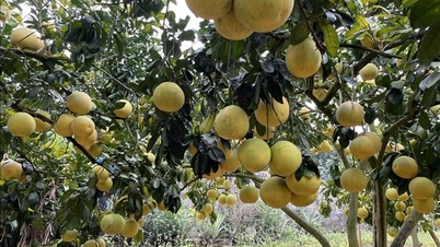 ក្រូចថ្លុង Doan Hung ស្វែងរកទិសដៅថ្មី ដើម្បីឈានទៅដល់ទីផ្សារអន្តរជាតិ