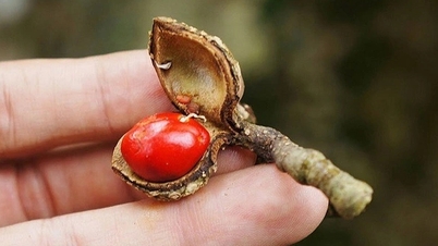 Οι σάπιοι σπόροι έχουν πλέον γίνει «μαύρος χρυσός αξίας εκατομμυρίων», με αποτέλεσμα οι έμποροι να ανταγωνίζονται για να τους αγοράσουν.