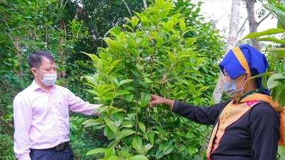 Quang Ninh - en modell för inkluderande och hållbar fattigdomsminskning