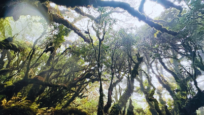 プー・サ・ピンを征服する途中で妖精の苔の森に迷い込んだ