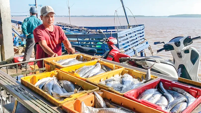 Å bygge Tran De til et flerindustrielt marint økonomisk senter, bærekraftig utvikling for Mekongdeltaet