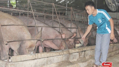 Повышение роли Ассоциации фермеров в реструктуризации сельского хозяйства