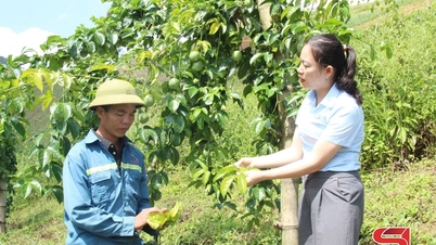 Прокладывая путь для выхода сельскохозяйственной продукции на международные рынки