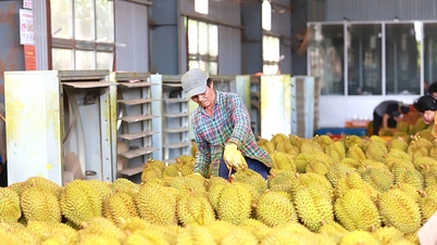 یک راه حل اساسی برای صادرات دوریان وجود دارد.