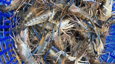 Løser problemet med pris og produksjon for gigantiske ferskvannsreker i U Minh Thuong