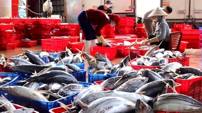 Thách thức ngành cá ngừ trước cơ hội thuế xuất 0%