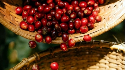 4 नवंबर, 2025 को कृषि उत्पादों की कीमतें: कॉफ़ी और काली मिर्च दोनों की कीमतों में मामूली वृद्धि