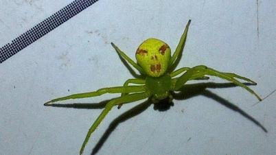 갑자기 사람 얼굴을 한 거미가 나타나 지나가던 사람들에게 혼란을 야기했습니다.