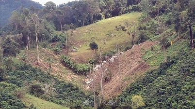 הבהרת מקרה כריתת היערות בשטח של 1.41 דונם בלאם דונג