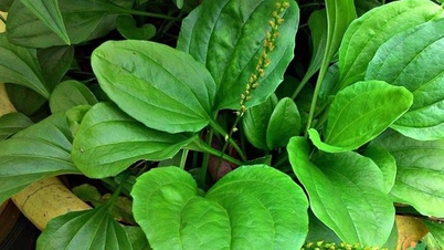 Welche Krankheiten kann Plantago heilen?
