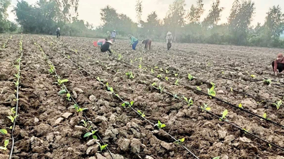 Restrukturisasi pertanian Ia Rsai: Adaptasi perubahan iklim