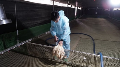 Příběh o veterinární vakcíně: [1. část] Důvěra zdravých kachen