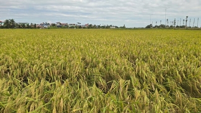 তে নুওং হা গিয়াং লবণাক্ত মাটিতে দৃঢ়ভাবে দাঁড়িয়ে আছে